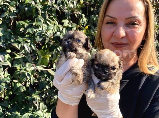 0 Burun Harika Pekinez Yavrularımız görsel