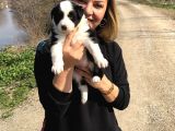 Oyuncu zeki mükemnel border collie yavrularımız