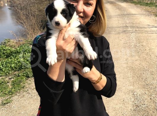 Oyuncu zeki mükemnel border collie yavrularımız