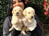 Safkan golden retriever yavrularımız