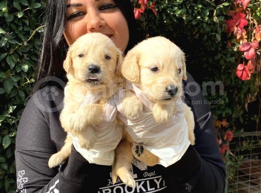 Safkan Golden Retriever Yavrularımız