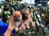 Irk Garantili Pofuduk Chow Chow Yavrularımız