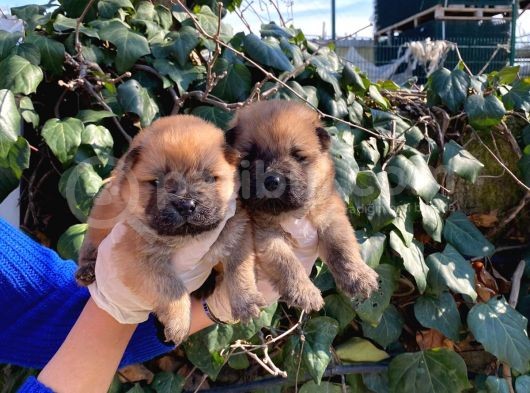 Irk Garantili Pofuduk Chow Chow Yavrularımız görsel