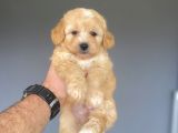 GERÇEK MALTİPOO GARANTİLİ BEBEKLER