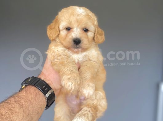 Gerçek Malti̇poo Garanti̇li̇ Bebekler