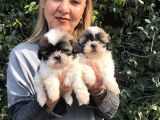 Şirinmi Şirin Harika Shih Tzu Yavrularımız