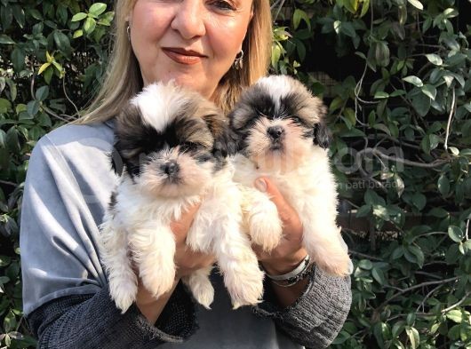 Şirinmi Şirin Harika Shih Tzu Yavrularımız görsel