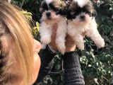 Şirinmi Şirin Harika Shih Tzu Yavrularımız