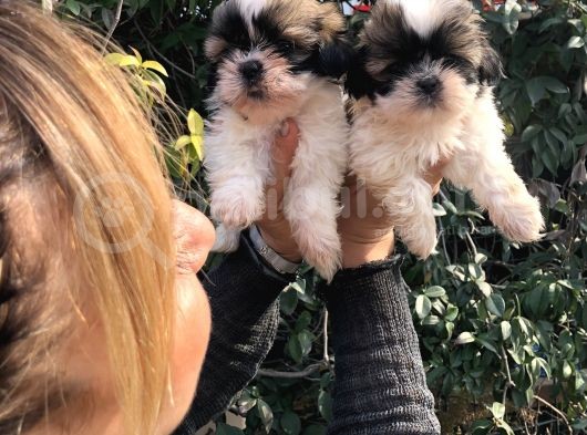 Şirinmi Şirin Harika Shih Tzu Yavrularımız görsel