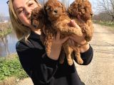 Muhteşem Irk Garantili Toy Poodle Yavrularımız