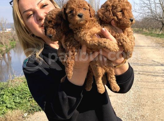 Muhteşem Irk Garantili Toy Poodle Yavrularımız görsel