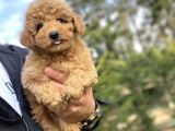 Sevi̇mli̇ Aşili Toy Poodle Bebekler