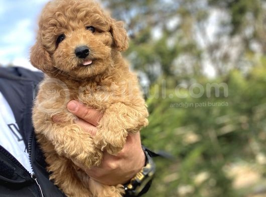 Sevi̇mli̇ Aşili Toy Poodle Bebekler görsel