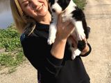 Oyuncu Zeki Mükemnel Border Collie Yavrularımız