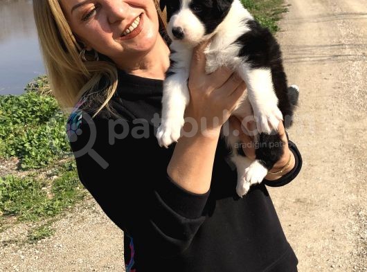 Oyuncu Zeki Mükemnel Border Collie Yavrularımız görsel