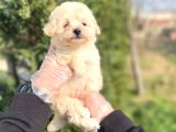 Sevi̇mli̇ Malti̇poo Bebekleri̇mi̇z