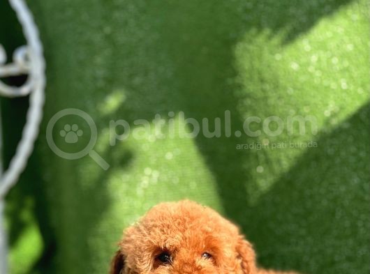 Safkan Red Toy Poodle Yavrular görsel