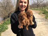 Irk Garantili Harika Toy Poodle Yavrularımız