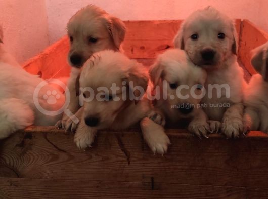 Golden Retri̇ever Babyface Küt Burun Irk Garanti̇li̇ görsel