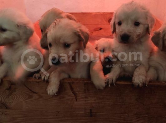 Golden Retri̇ever Babyface Küt Burun Irk Garanti̇li̇ görsel