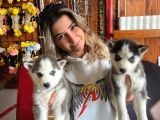 ASİL ÖZGÜR HUSKY SİBİRYA KURDU BEBEKLER