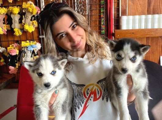 Asi̇l Özgür Husky Si̇bi̇rya Kurdu Bebekler