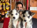 Asi̇l Özgür Husky Si̇bi̇rya Kurdu Bebekler