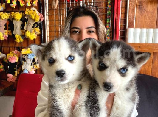 Asi̇l Özgür Husky Si̇bi̇rya Kurdu Bebekler görsel