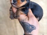 Morkie Bebek