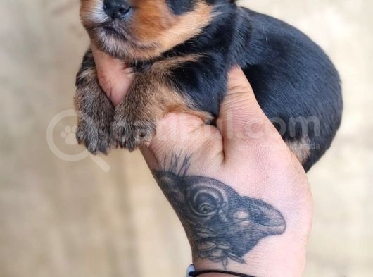 Morkie Bebek görsel