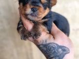 Morkie bebek