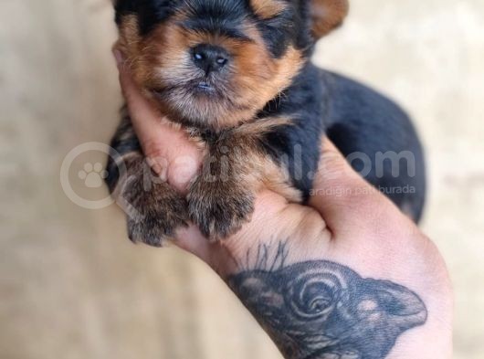 Morkie Bebek
