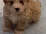 Maltipoo Yavru