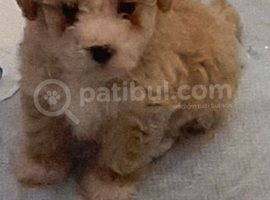 Maltipoo Yavru görsel