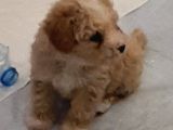 Maltipoo Yavru