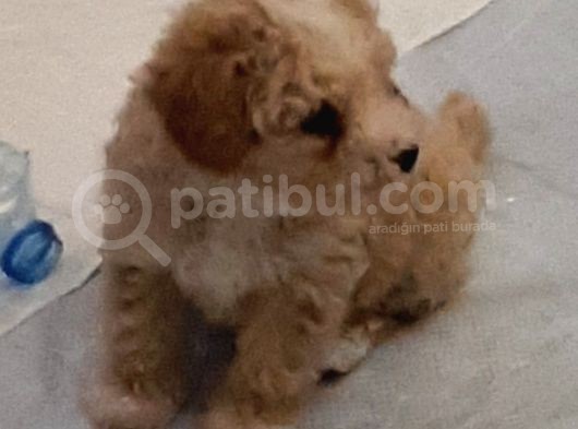Maltipoo Yavru görsel