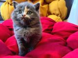 British Shorthair White Bicolar (Özel Renk)