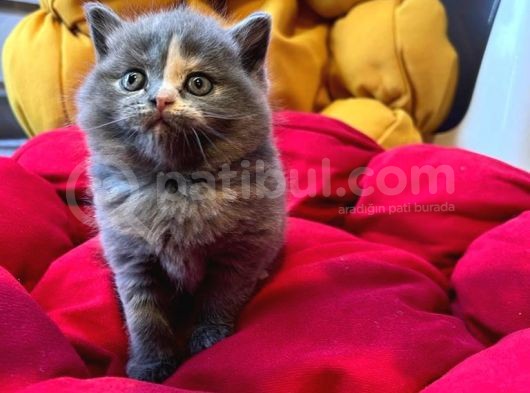 British Shorthair White Bicolar (Özel Renk) görsel