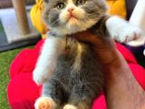 British Shorthair White BiColar (Özel Renk)