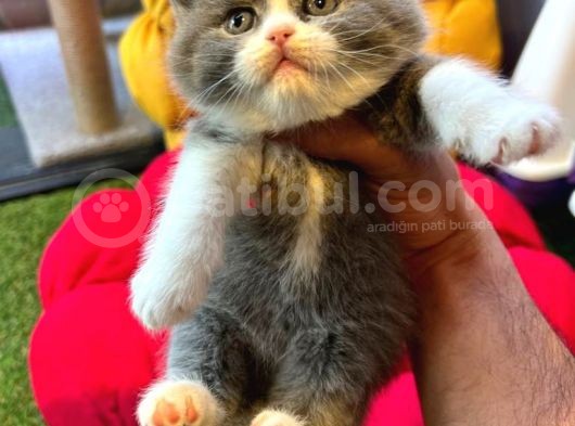 British Shorthair White Bicolar (Özel Renk)