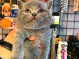 British Shorthair White Bicolar (Özel Renk)