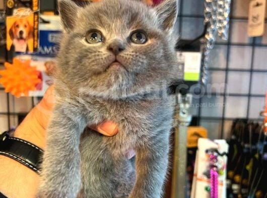 British Shorthair White Bicolar (Özel Renk) görsel