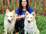 Border Collie Yavrular