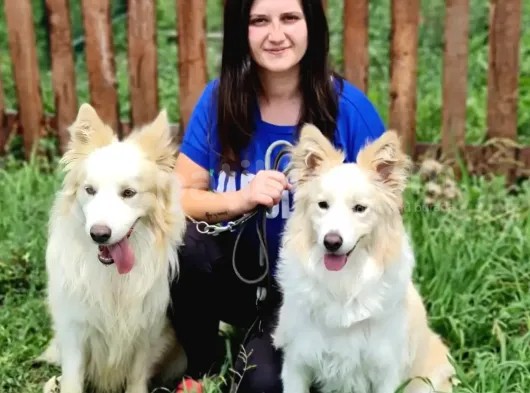 Border Collie Yavrular görsel