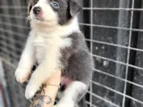 Border Collie Yavrular