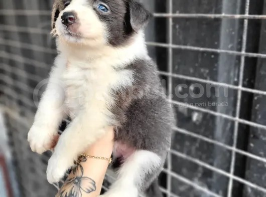 Border Collie Yavrular görsel