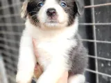 Border Collie Yavrular