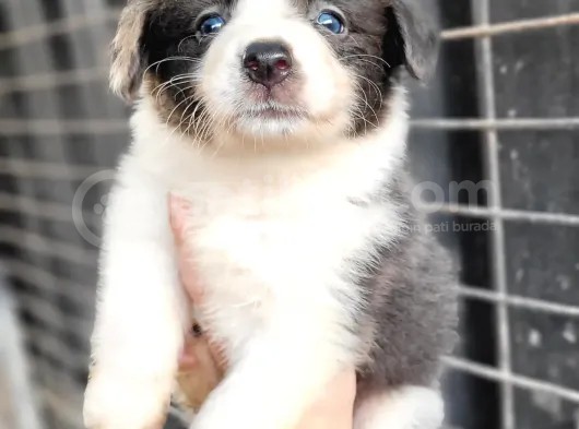 Border Collie Yavrular görsel