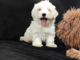 PAMUK MALTESE TERRİER SIFIR NUMARA IRK GARANTİLİ