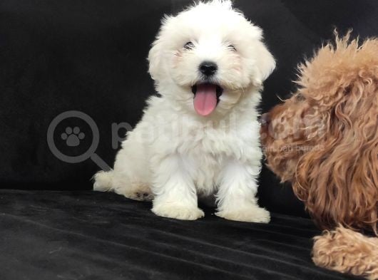 PAMUK MALTESE TERRİER SIFIR NUMARA IRK GARANTİLİ